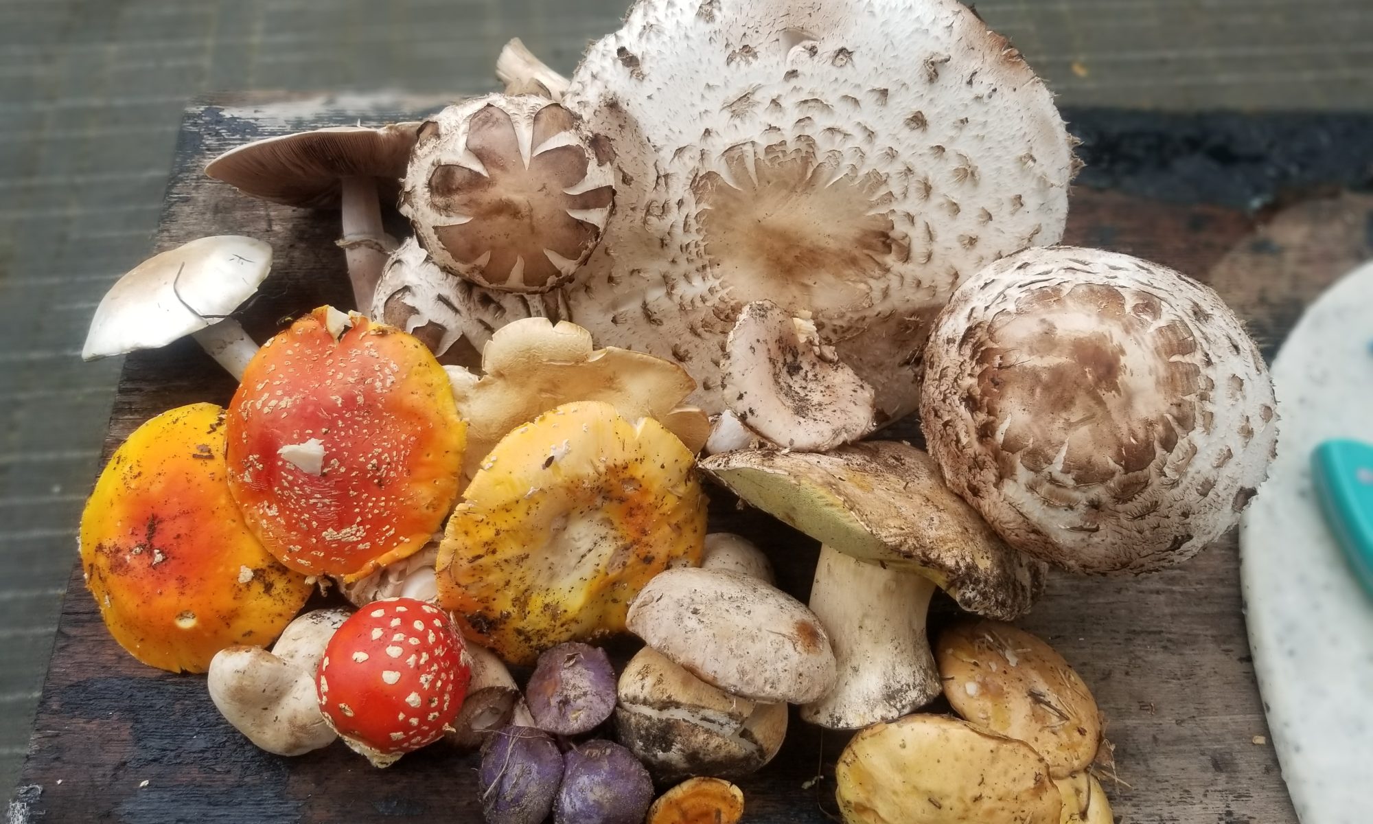 mushroom variety in Colorado