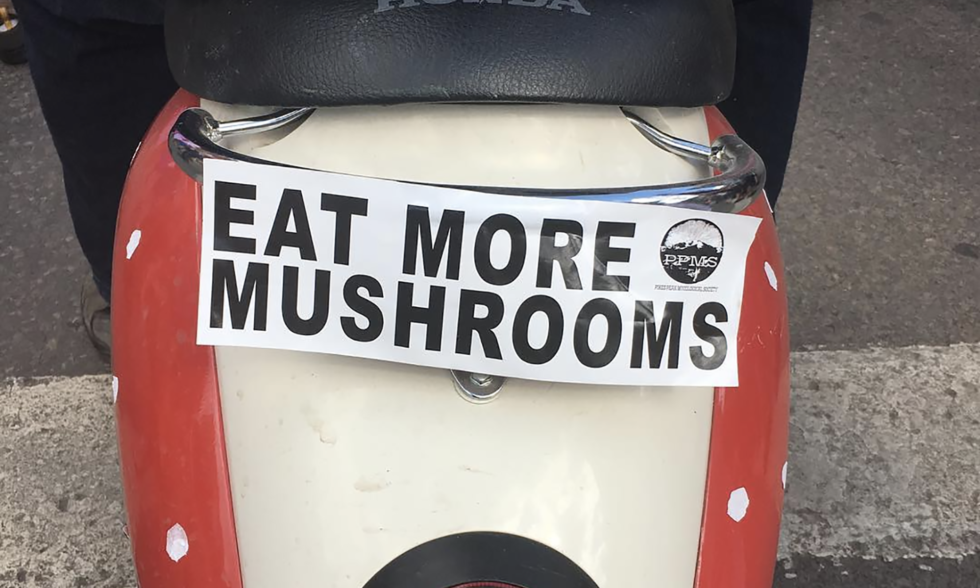 Eat More Mushrooms bumper sticker