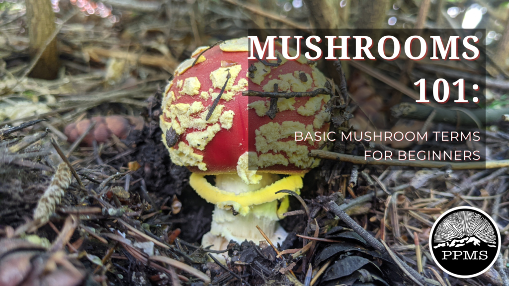 Mushroom terms for beginners